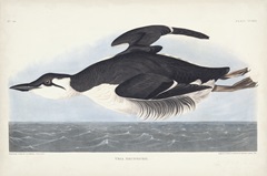 Pl 245 Uria Brunnichi