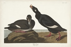 Pl 247 Velvet Duck