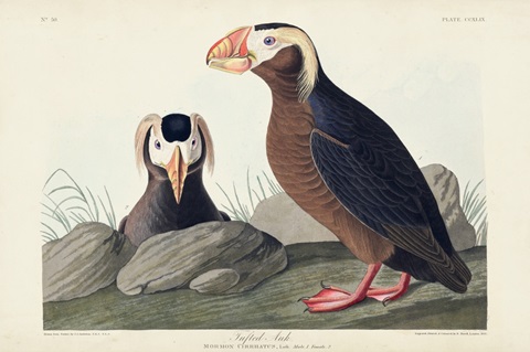 Pl 249 Tufted Auk
