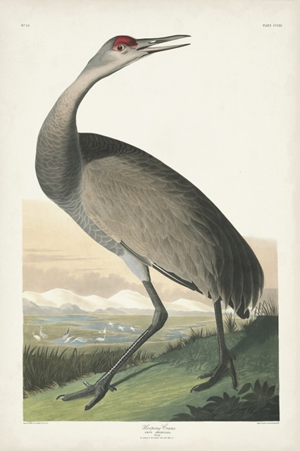 Pl 261 Hooping Crane