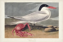 Pl 273 Cyenne Tern