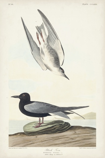 Pl 280 Black Tern