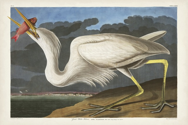Pl 281 Great White Heron