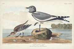Pl 285 Fork-tailed Gull
