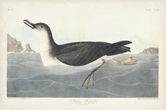 Pl 295 Manks Shearwater