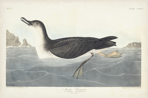 Pl 295 Manks Shearwater