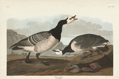 Pl 296 Barnacle Goose