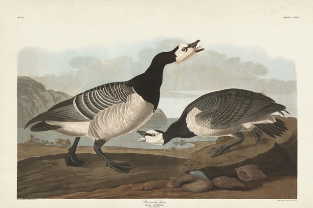 Pl 296 Barnacle Goose