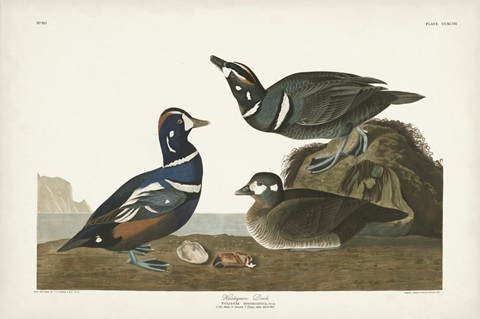 Pl 297 Harlequin Duck