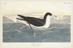 Pl 299 Dusky Petrel