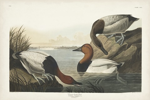 Pl 301 Canvas-backed Duck
