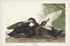 Pl 302 Dusky Duck