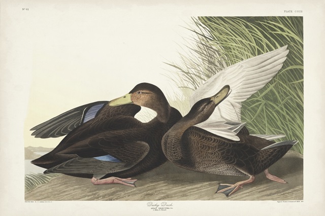 Pl 302 Dusky Duck
