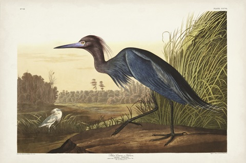 Pl 307 Blue Crane or Heron