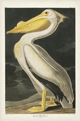Pl 311 American White Pelican