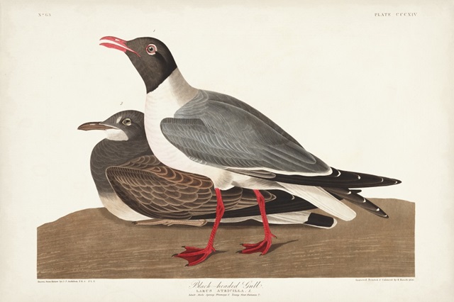 Pl 314 Black-headed Gull