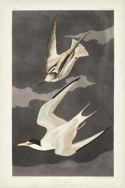 Pl 319 Lesser Tern