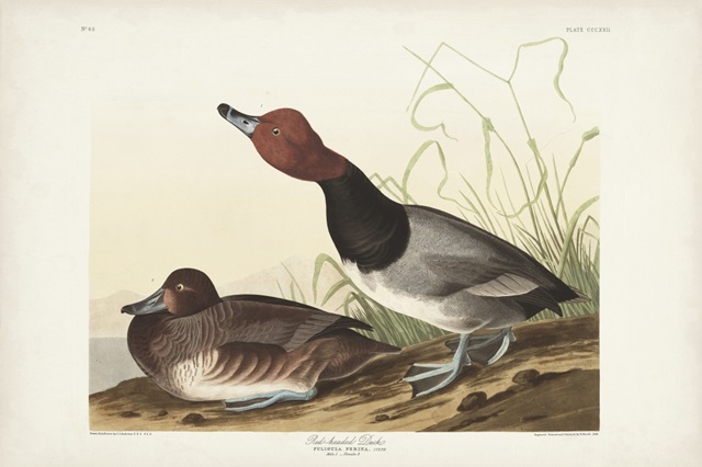 Pl 322 Red-headed Duck