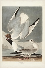 Pl 324 Bonapartian Gull