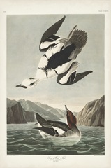 Pl 347 Smen or White Nun