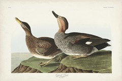 Pl 348 Galdwell Duck