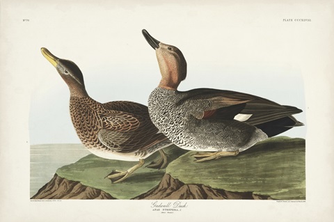 Pl 348 Galdwell Duck