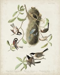 Pl 353 Black-capt Titmouse