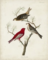 Pl 358 Pine Grosbeak