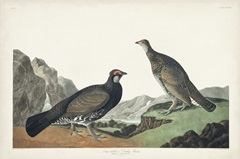 Pl 361 Long-tailed or Dusky Grouse