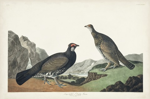 Pl 361 Long-tailed or Dusky Grouse