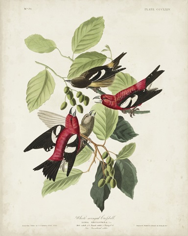 Pl 364 White-winged Crossbill