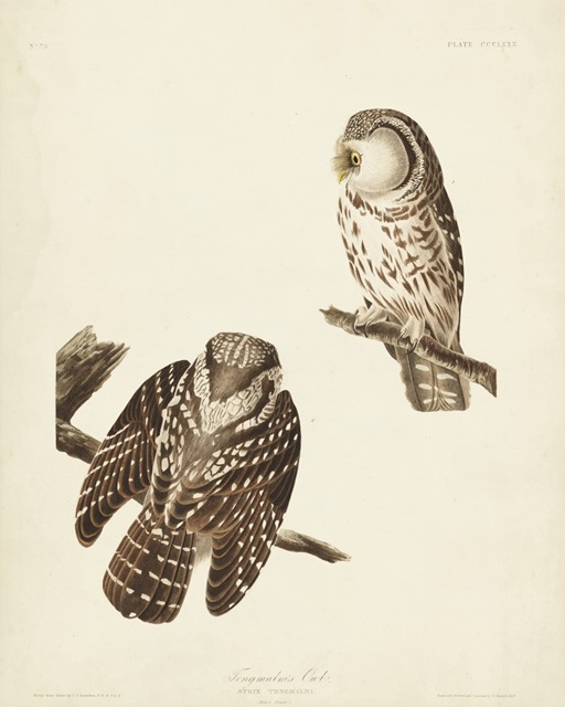 Pl 380 Tengmalm's Owl