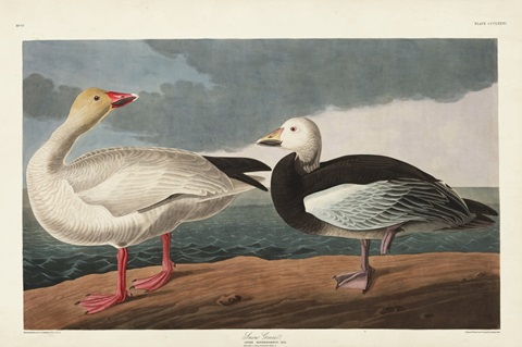 Pl 381 Snow Goose