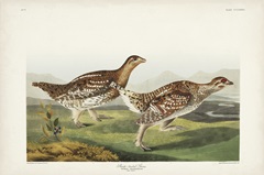 Pl 382 Sharp-tailed Grouse