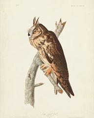 Pl 383 Long-eared Owl