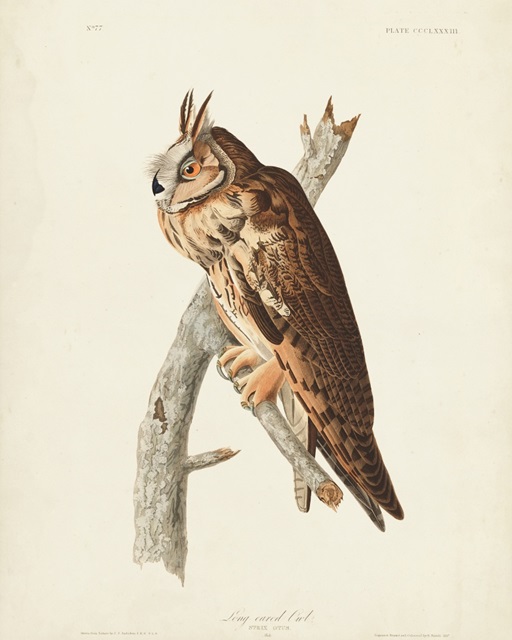 Pl 383 Long-eared Owl
