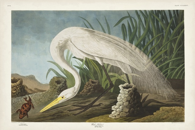Pl 386 White Heron