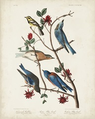 Pl 393 Townsend's Warbler