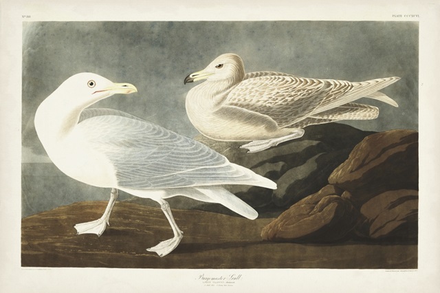 Pl 396 Burgomaster Gull