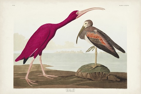 Pl 397 Scarlet Ibis