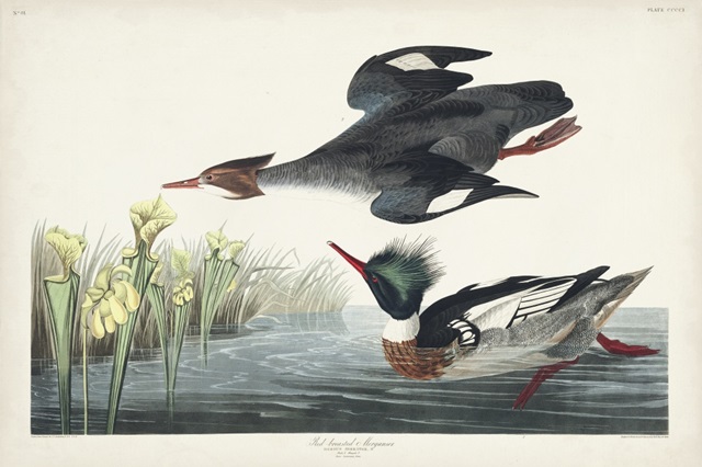 Pl 401 Red-breasted Merganser Duck