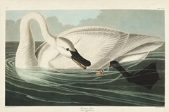 Pl 406 Trumpeter Swan