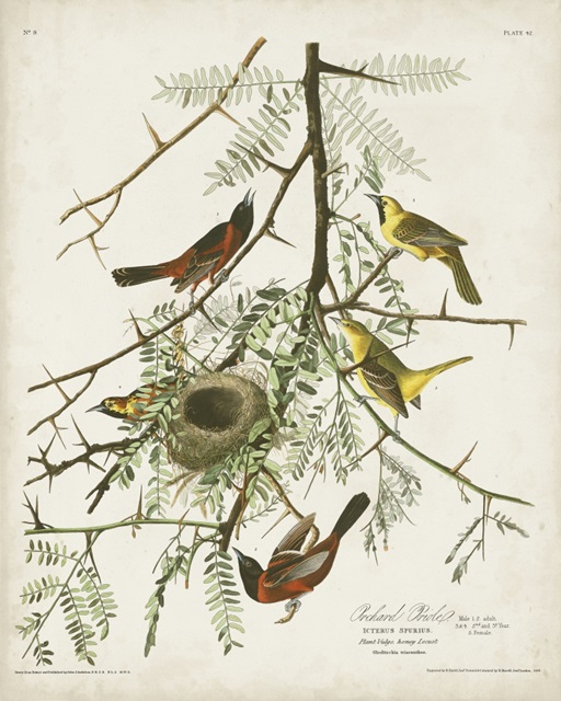 Pl 42 Orchard Oriole