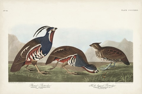Pl 423 Plummed Partridge