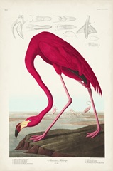 Pl 431 American Flamingo
