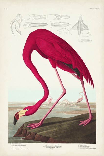 Pl 431 American Flamingo