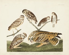 Pl 432 Burrowing Owl