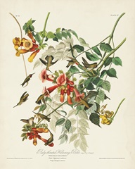 Pl 47 Ruby-throated Hummingbird