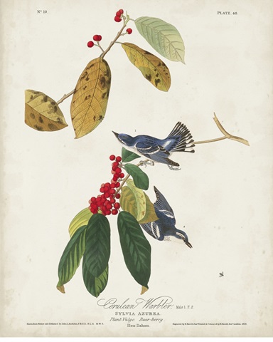 Pl 48 Cerulean Warbler