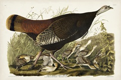 Pl 6 Great American Hen and Young